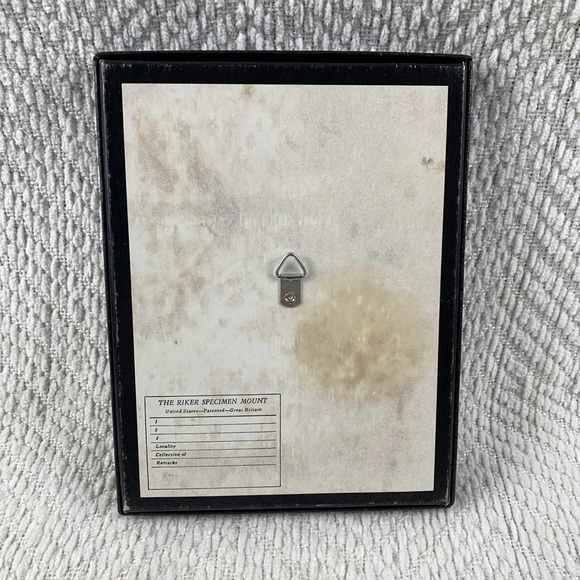 Vintage Shadowbox Framed Cecropia Moth Taxidermy Cocoon Life Cycle Specimen Art - Picture 13 of 16